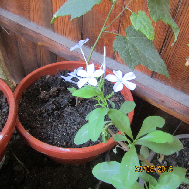  - Plumbago-floarea dragostei si Heliotropium arborescens -vanilie