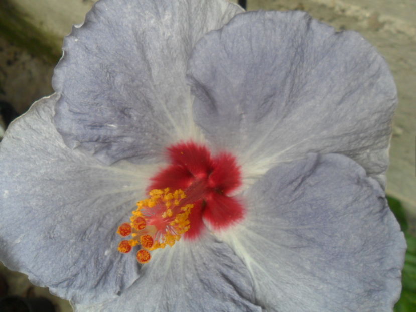  - hibiscusi 2016-6