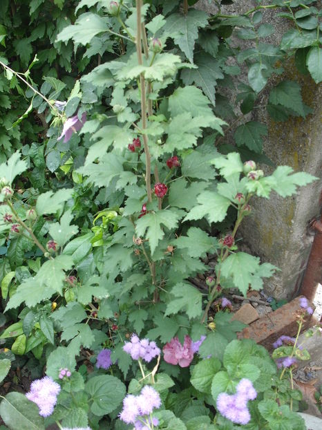 hibiscus Duc de Brabant - Plante de gradina