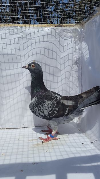 F08F-100lei-vandut-Radu S-Mv-Br