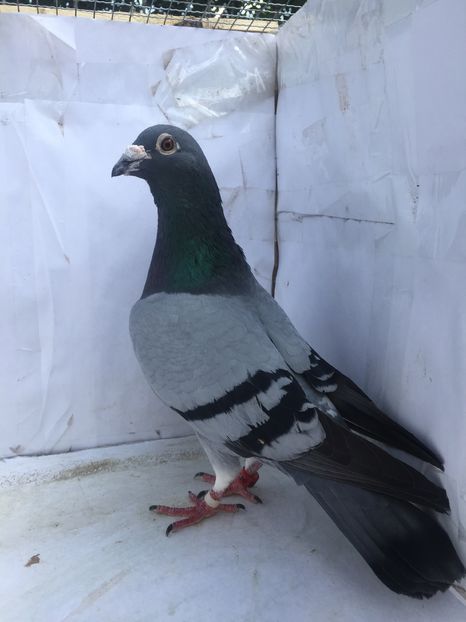 Ro10M-80lei-vandut-Radu S-Mv-Br