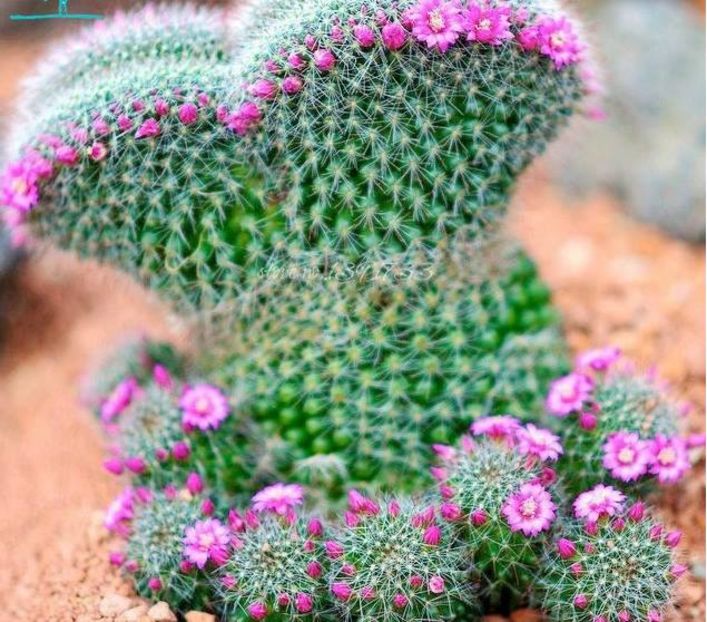 Cactus  Mammillaria painterii 1,5 ronbuc