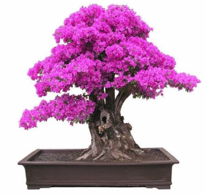 Bougainvillea Spectabilis Bonsai 2,5 ron/buc