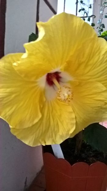  - Hibiscus Agustin Cordero