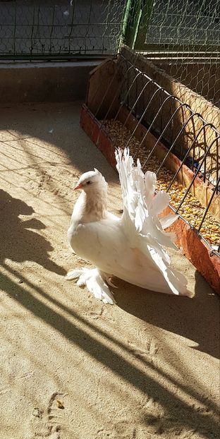 Femela2016.Dnu.Antemie.Loc.Fratautii Vechi.Jud SUCEAVA