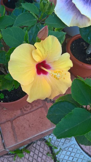  - Hibiscus Adonicus Yellow