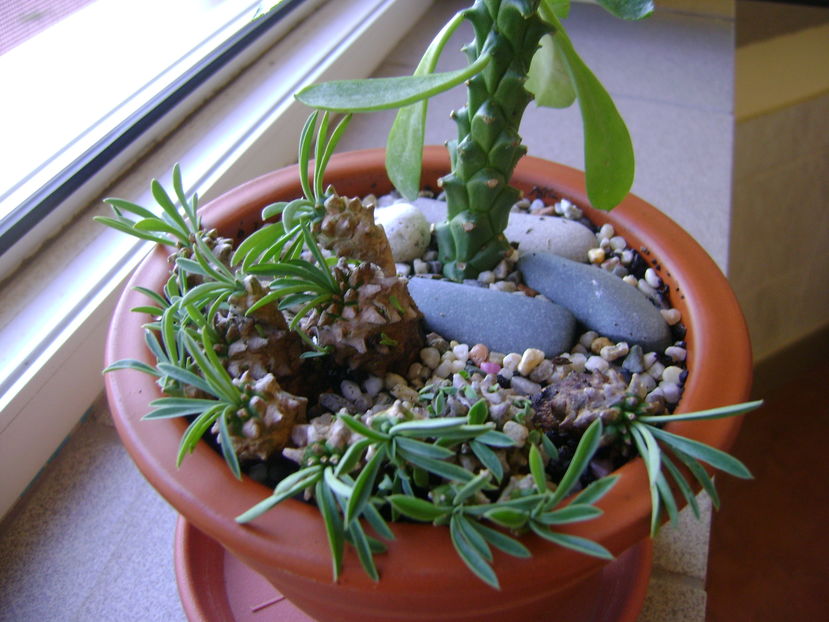 Monadenium ritchiei & Euphorbia bupleurifolia susannae - Suculente 2016