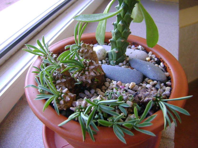 Monadenium ritchiei & Euphorbia bupleurifolia susannae