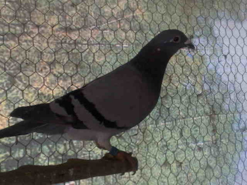 Guillermo