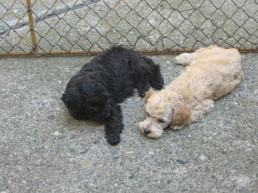  - MUKY_ ceva special