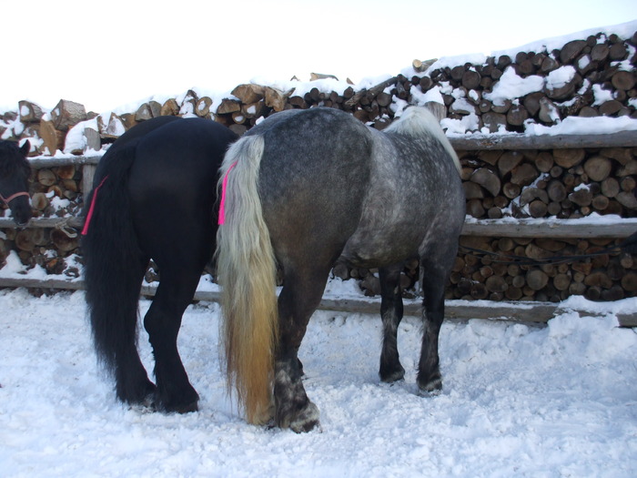 suru si negrii-03.02.2010 038 - Black and grey horses