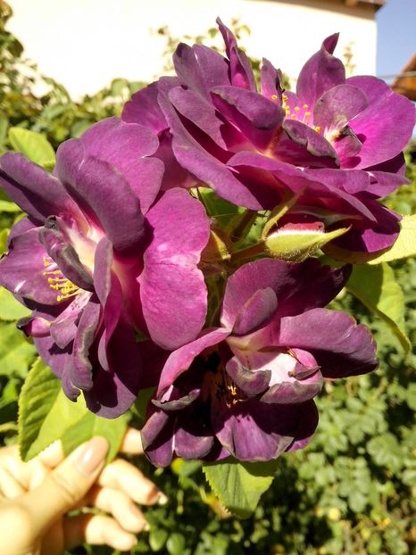 r.in blue - 0 TRANDAFIRI 2016