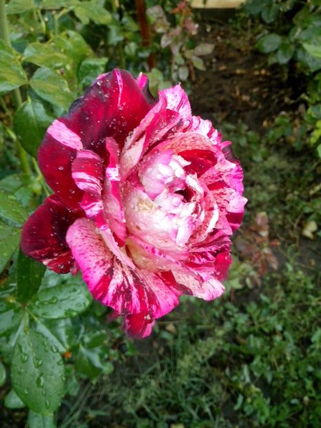 Julio iglesias - 0 TRANDAFIRI 2016