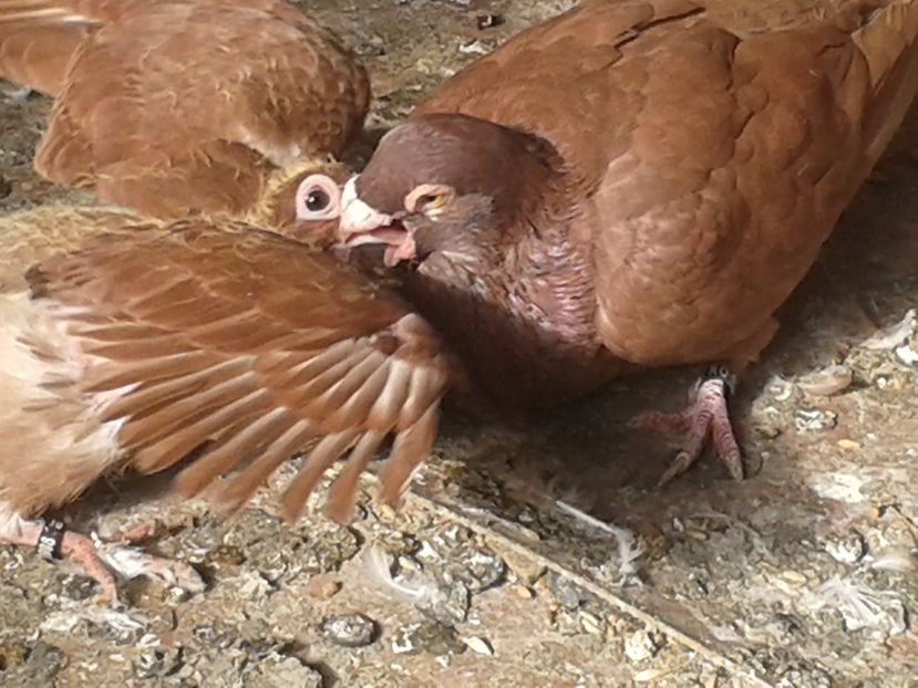 un pui hraneste pe altul mai mic!