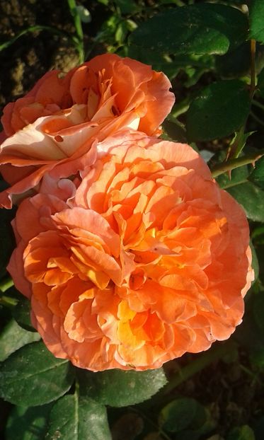  - Trandafiri septembrie 2016