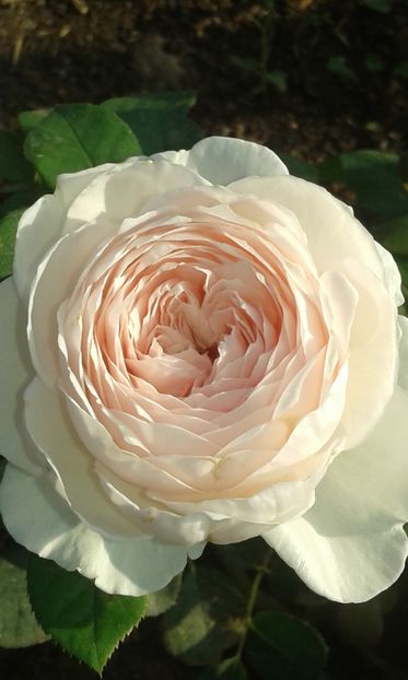  - Trandafiri septembrie 2016