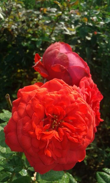  - Trandafiri septembrie 2016