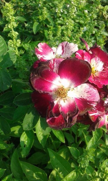  - Trandafiri septembrie 2016