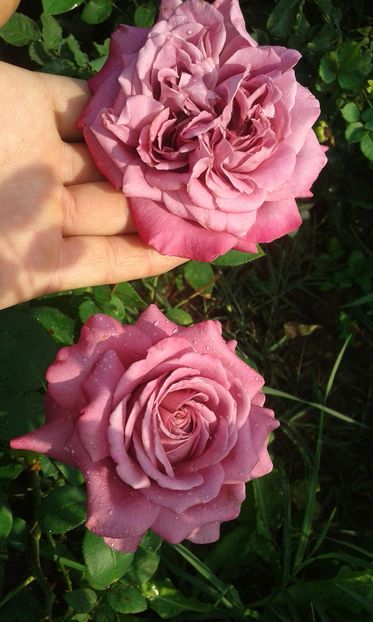  - Trandafiri septembrie 2016