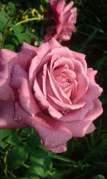  - Trandafiri septembrie 2016