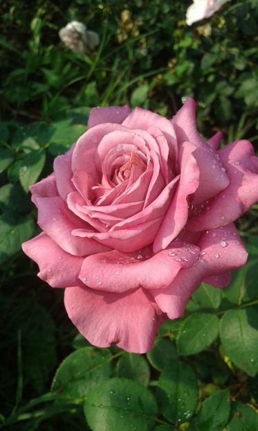  - Trandafiri septembrie 2016