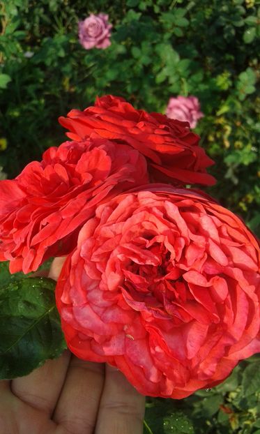  - Trandafiri septembrie 2016