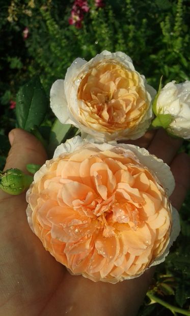  - Trandafiri septembrie 2016