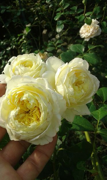  - Trandafiri septembrie 2016