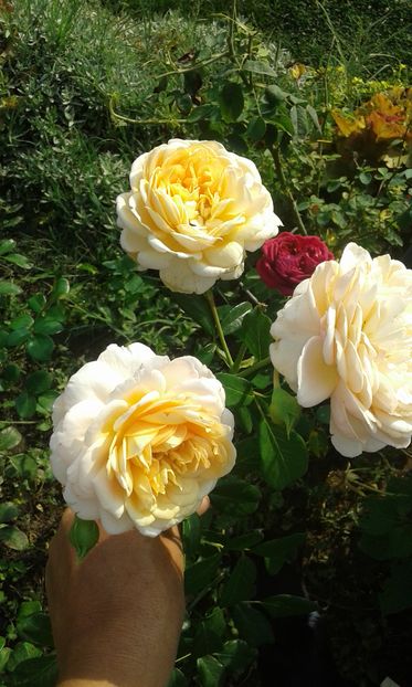  - Trandafiri septembrie 2016