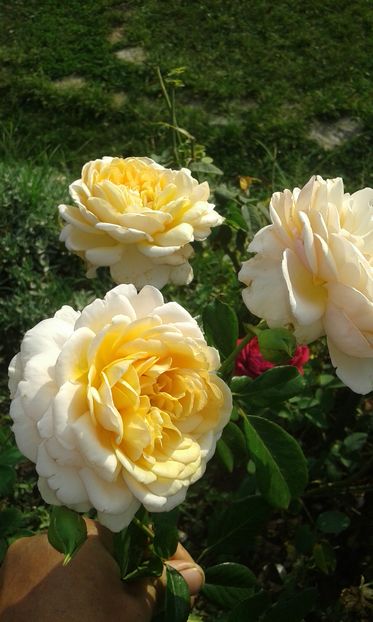  - Trandafiri septembrie 2016