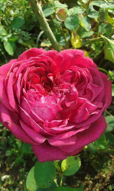  - Trandafiri septembrie 2016