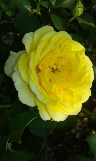  - Trandafiri septembrie 2016