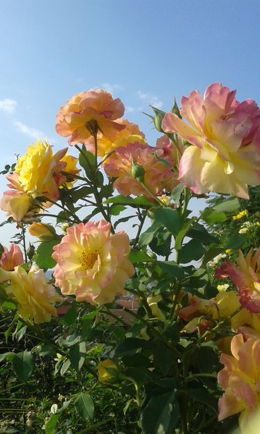  - Trandafiri septembrie 2016