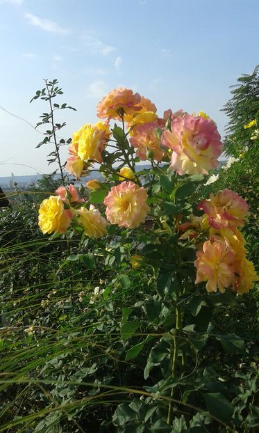  - Trandafiri septembrie 2016