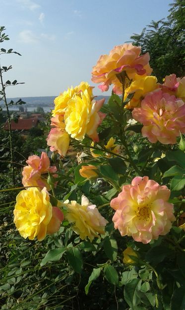  - Trandafiri septembrie 2016