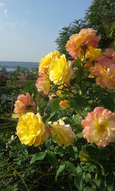  - Trandafiri septembrie 2016