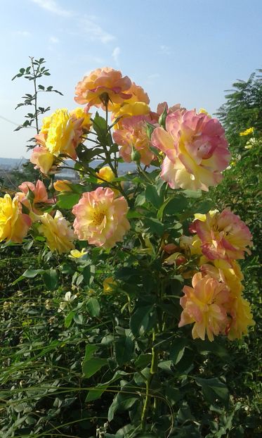  - Trandafiri septembrie 2016