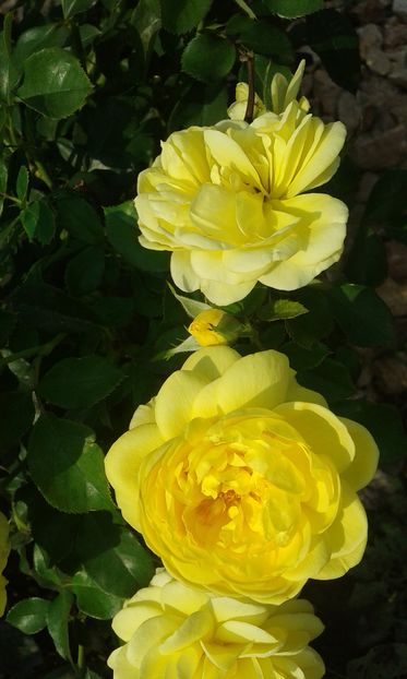  - Trandafiri septembrie 2016