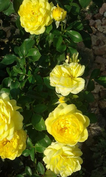  - Trandafiri septembrie 2016