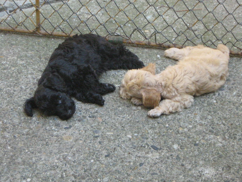  - MUKY_ ceva special