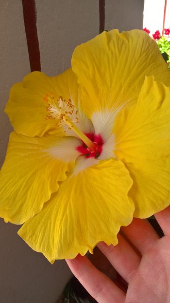  - Hibiscus Agustin Cordero