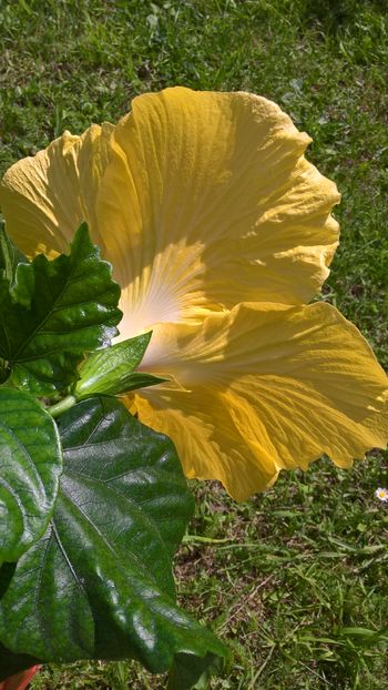  - Hibiscus Agustin Cordero