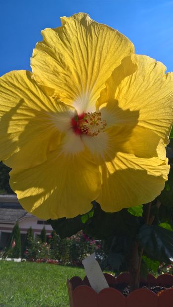  - Hibiscus Agustin Cordero