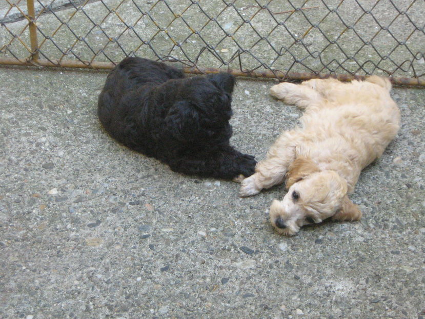  - MUKY_ ceva special