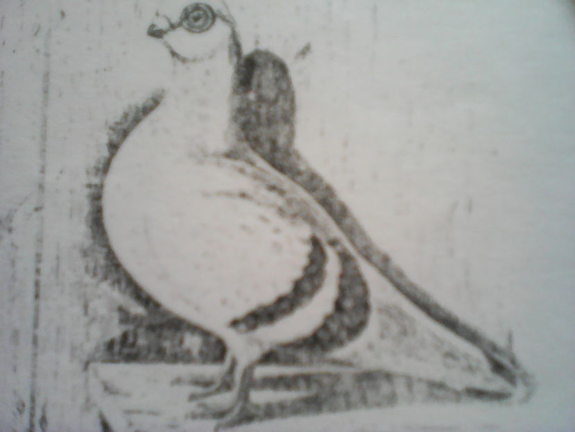 ZBURĂTOR   DE   DAMASC