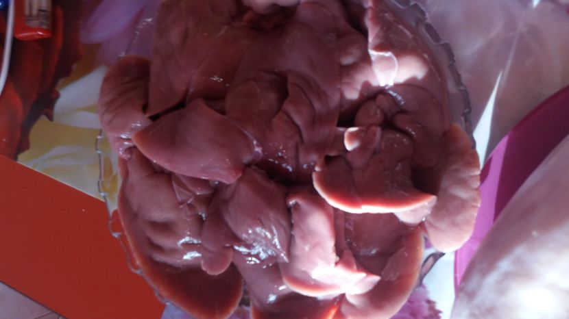  - a  REZULTATE obtinute in crestere si la sacrificare