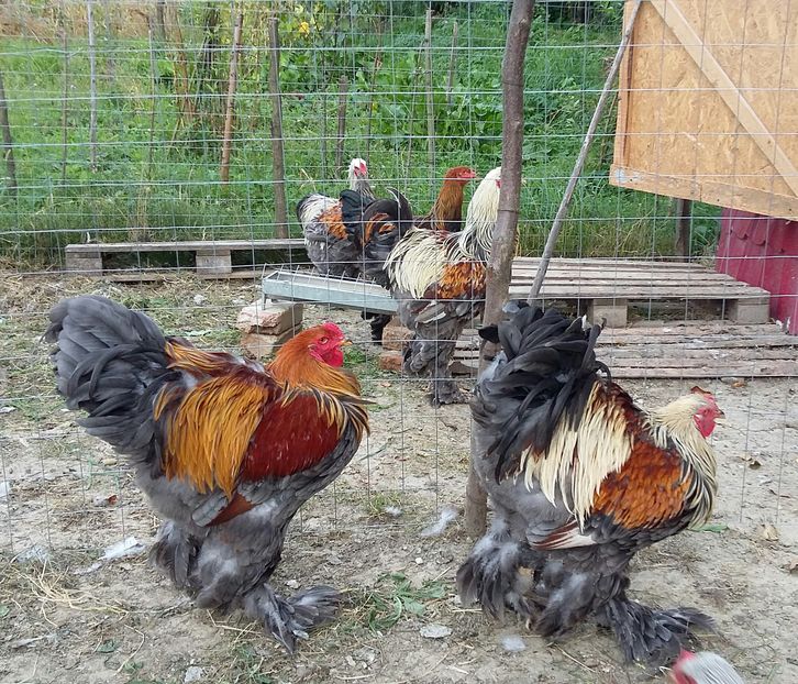 Cocosi 2016 septembrie