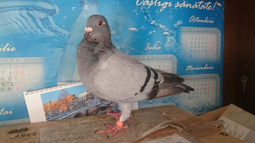  - Porumbei