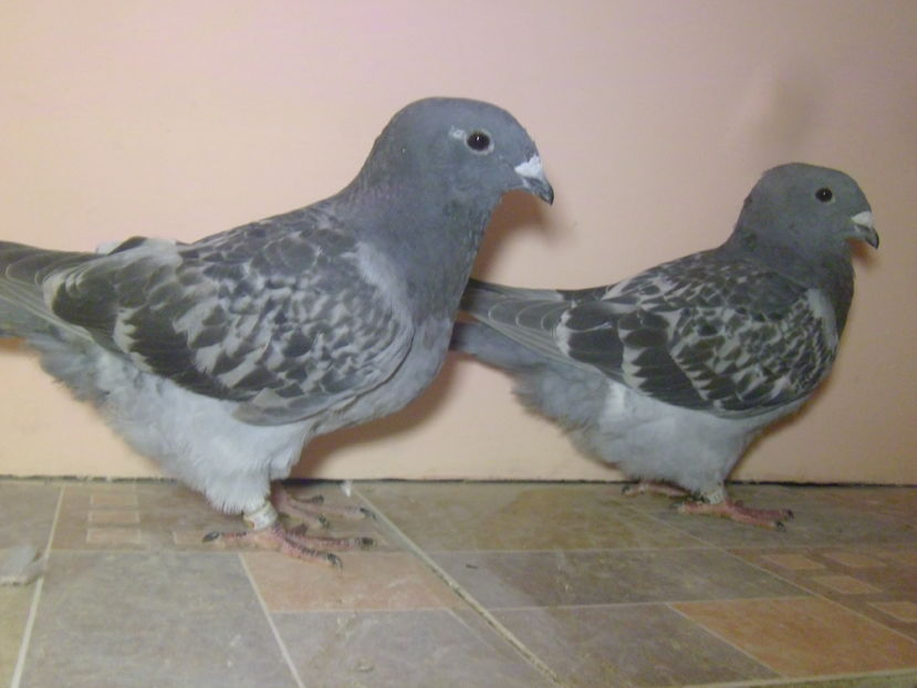 VINDUTI