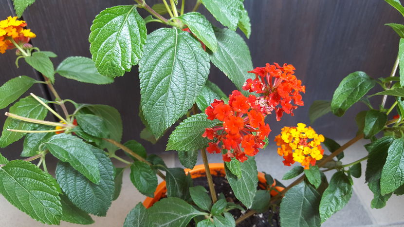  - lantana camara